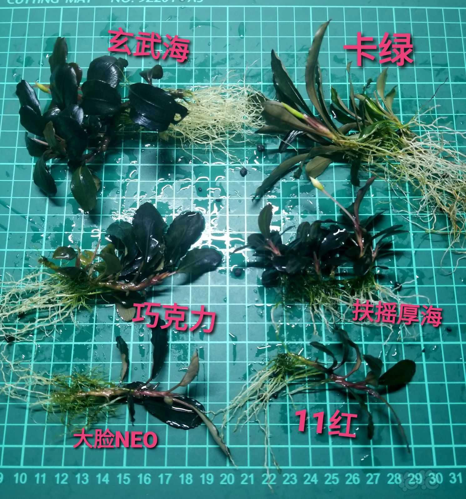 【出售】出辣椒榕组合-图9
