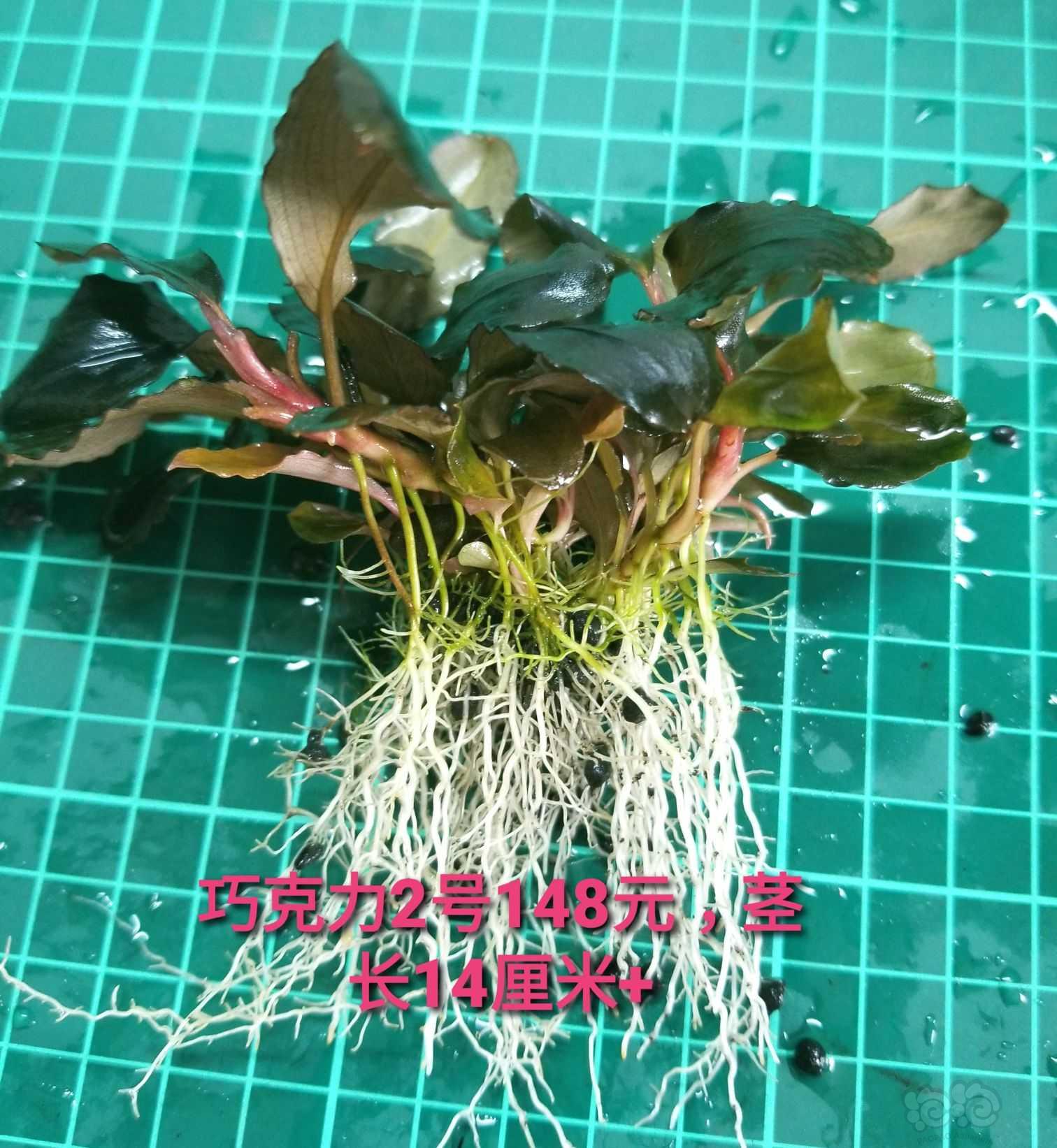 【出售】出细叶铁、水上椒草和几个大丛辣椒榕-图8