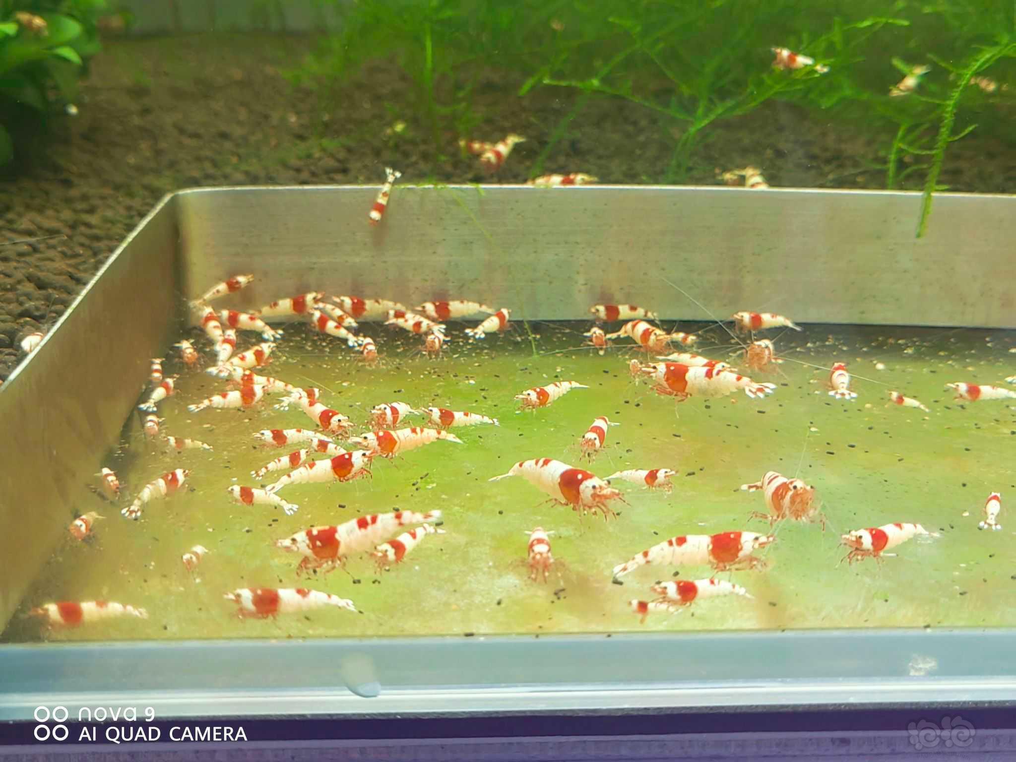 【水晶虾】出红白水晶虾-图1