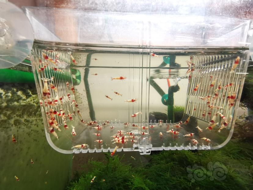 【虾】2023-09-23#RMB拍卖红白幼虾一组100只-图3