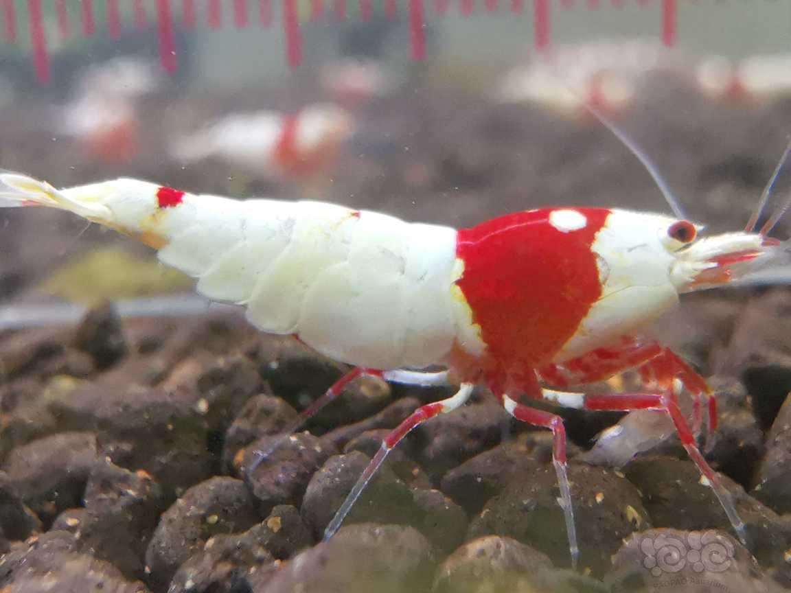 【水晶虾】出精选红脚系统两母一公-图5
