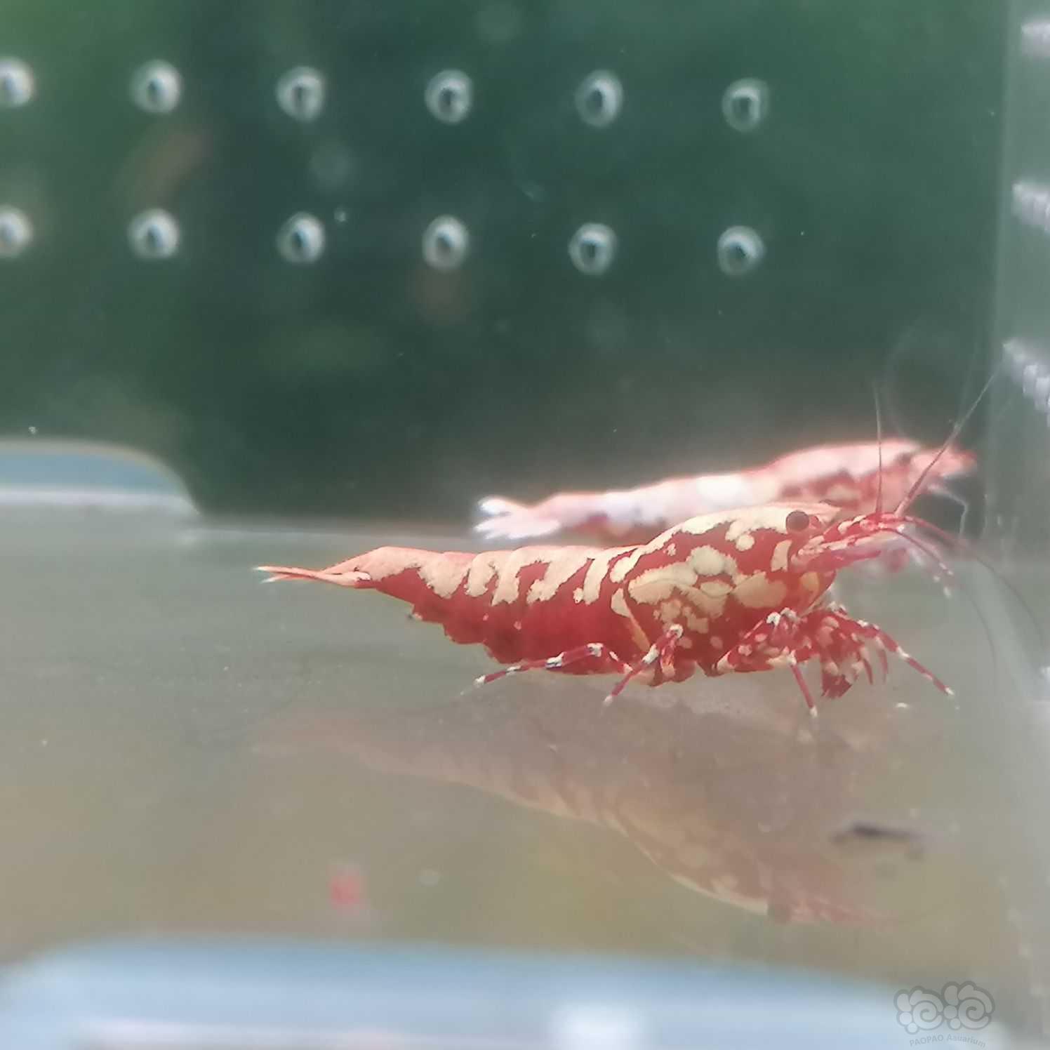 【虾】2023-09-22#RMB拍卖红银河新成母1只-图4