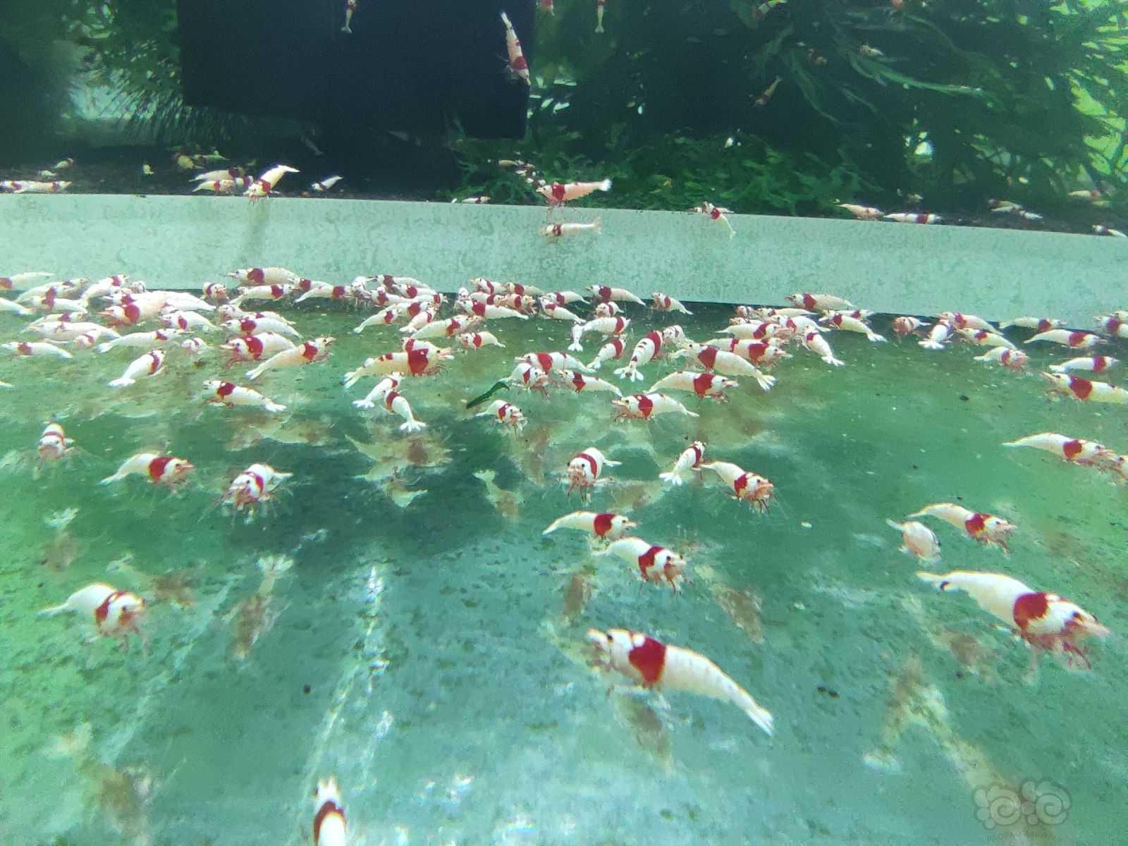 【水晶虾】红白纯血繁殖组，百元包邮-图3