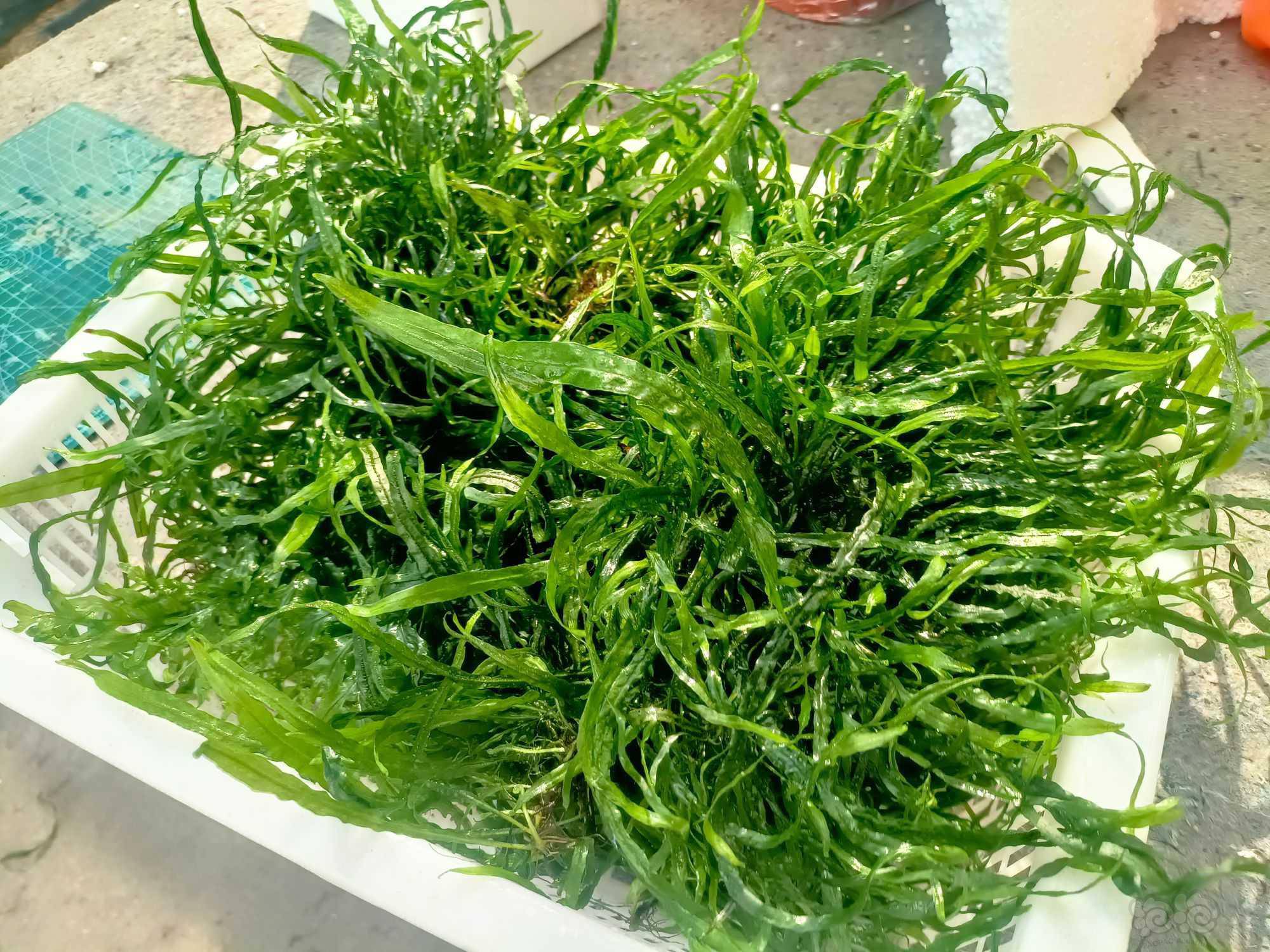 出精品丹麦细叶铁30元包邮包状态