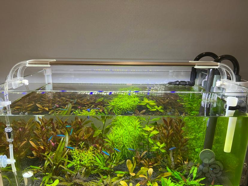 缸上每天要擦绿藻，怎么解决呢？有放60只小虾。-图3