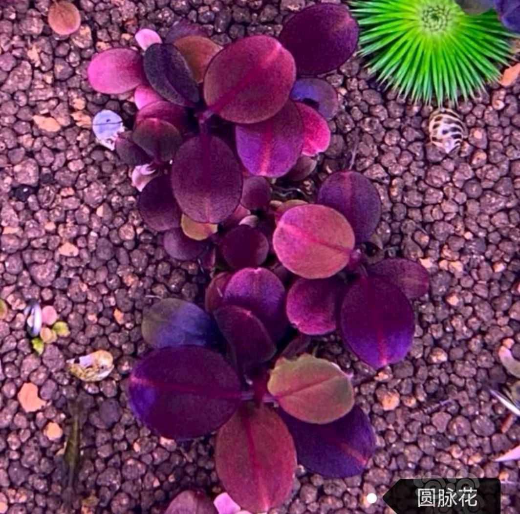 【水草】2023-09-19#RMB拍卖#圆脉花-图3