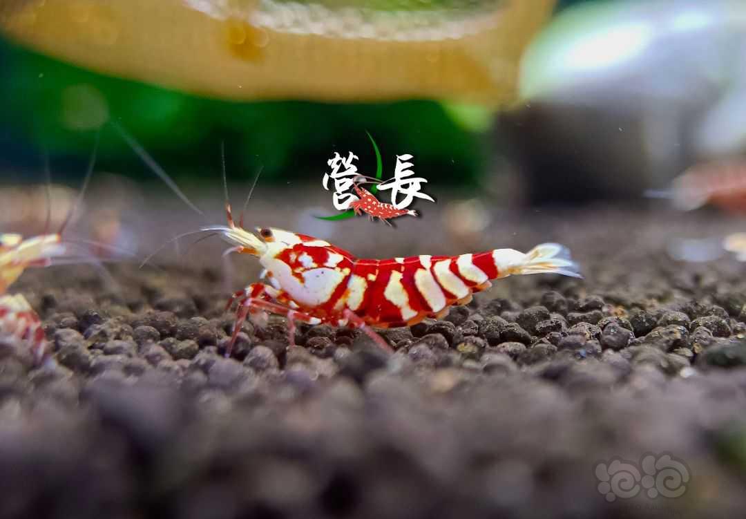 【虾】2023-10－1#RMB拍卖#精品红花虎1组-图4