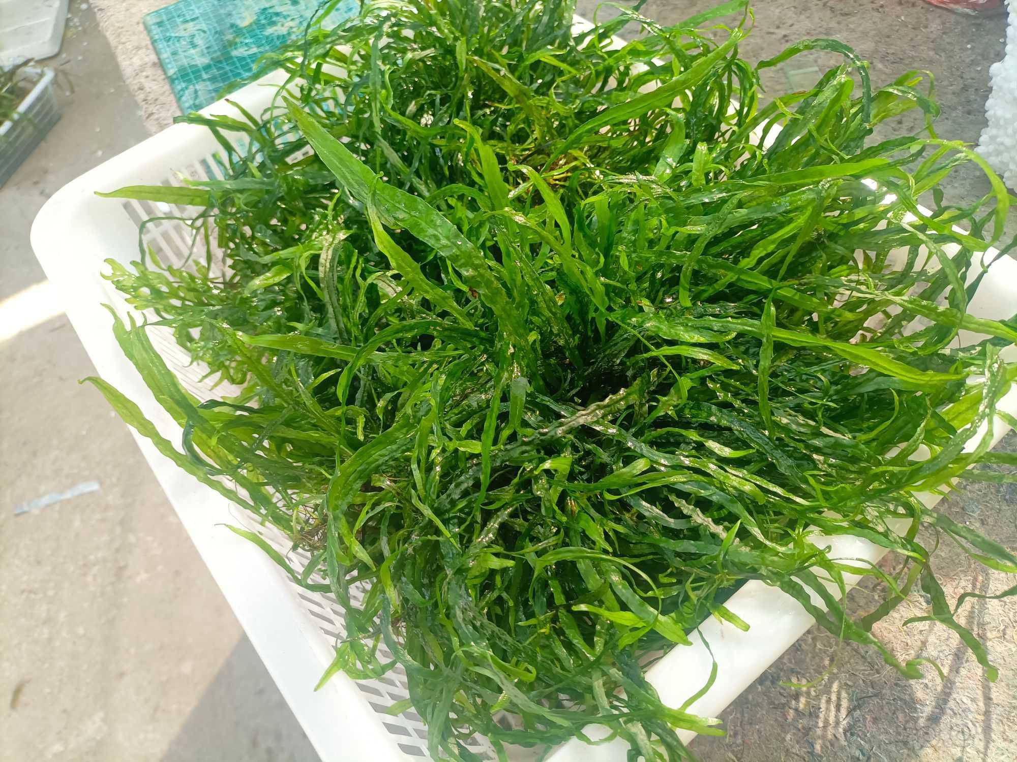 出精品丹麦细叶铁30元包邮包状态