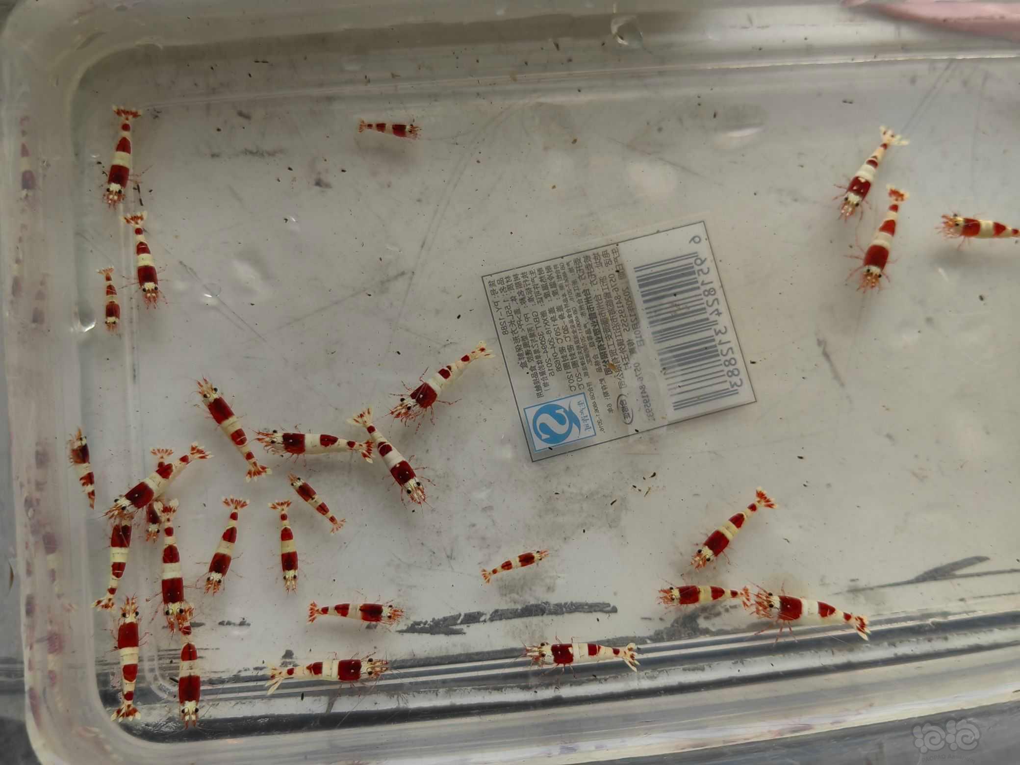 【水晶虾】出自养厚甲纯血红白水晶虾，基因稳定。-图3