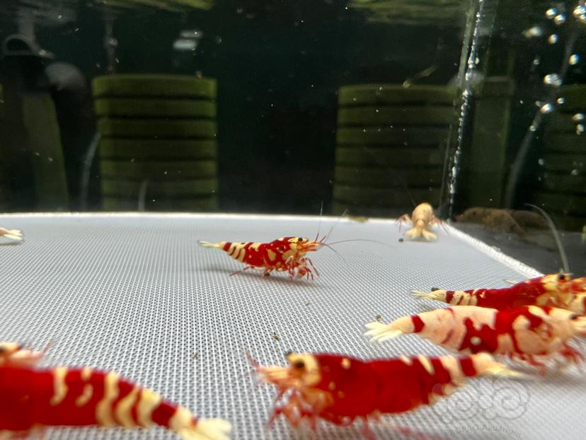 【虾】2023-09-20#RMB拍卖红花虎母虾一份10只-图2