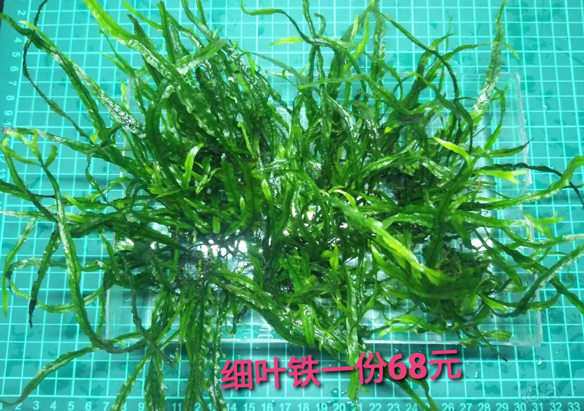 【出售】出细叶铁、水上椒草和几个大丛辣椒榕-图1