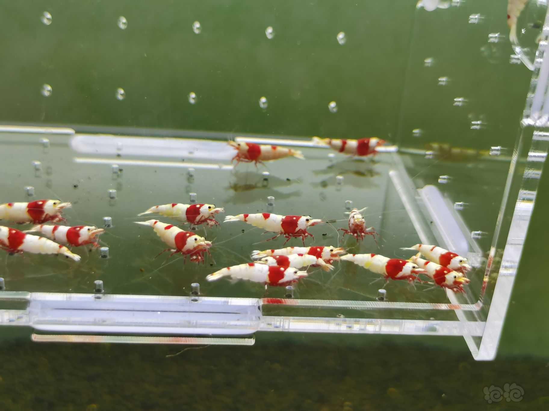 【水晶虾】出一份成虾繁殖组6公14母-图1