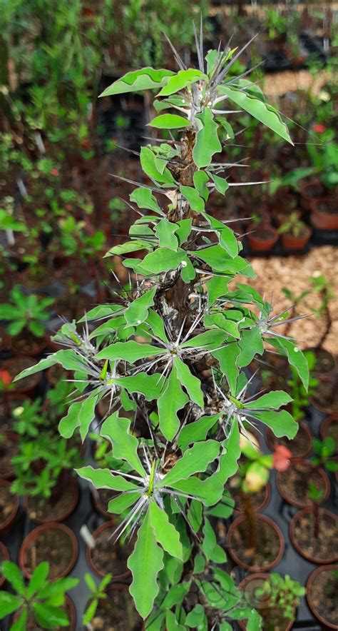 选材Euphorbia croizatii-图1