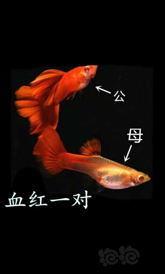 【鱼类】精品血红孔雀鱼-图1