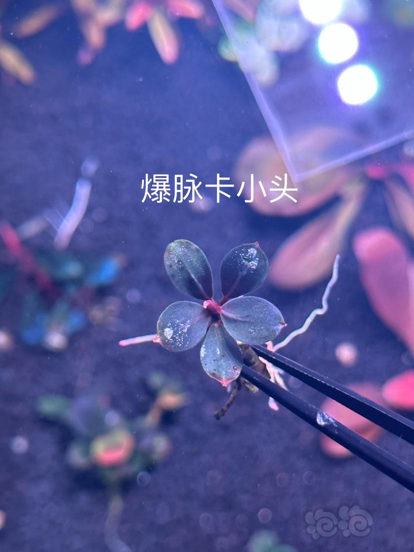 【辣椒榕】野卡组合，其林圆，迷你白榕-图1