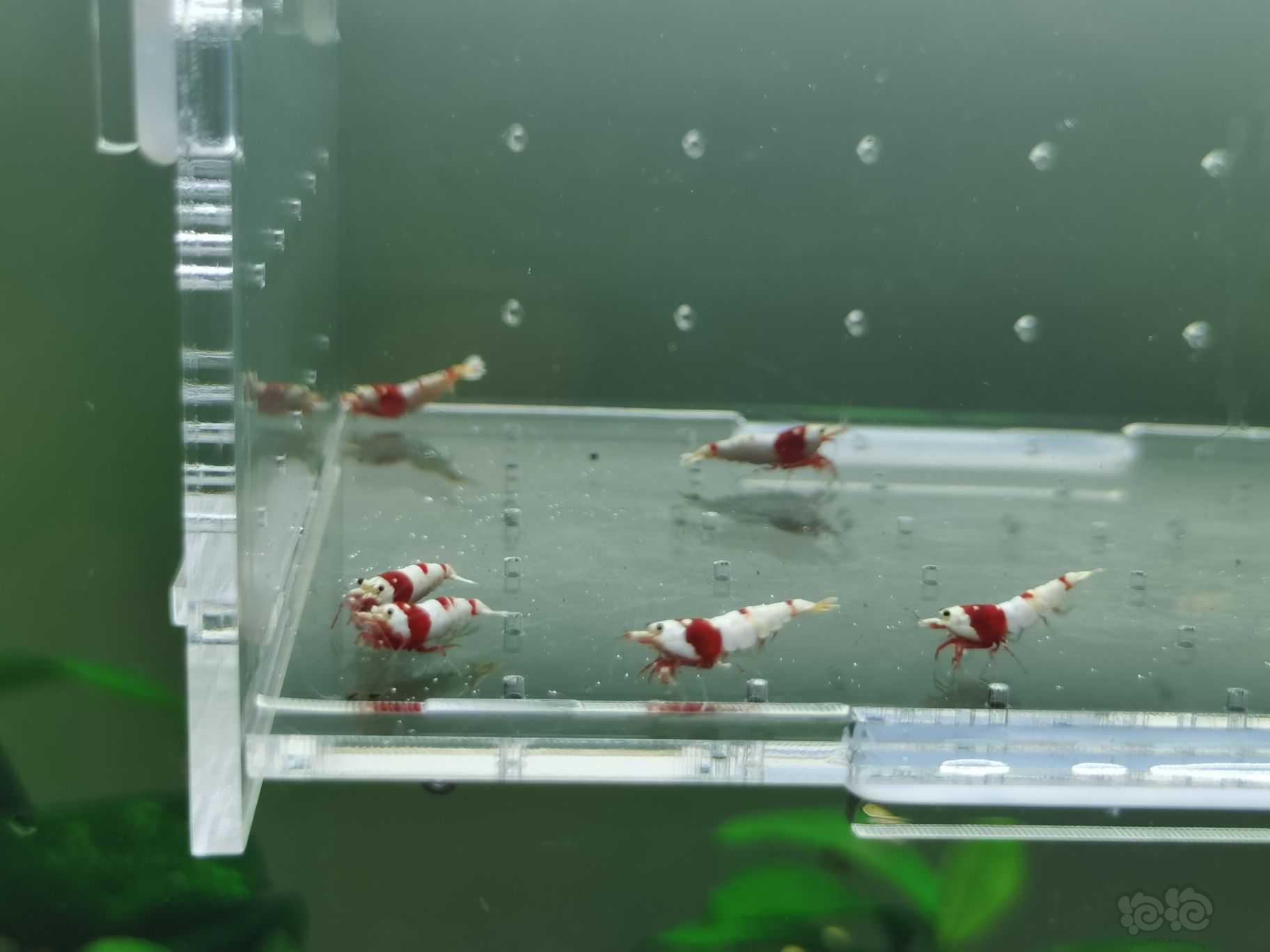 【水晶虾】出一份10只精品红白小虾-图3