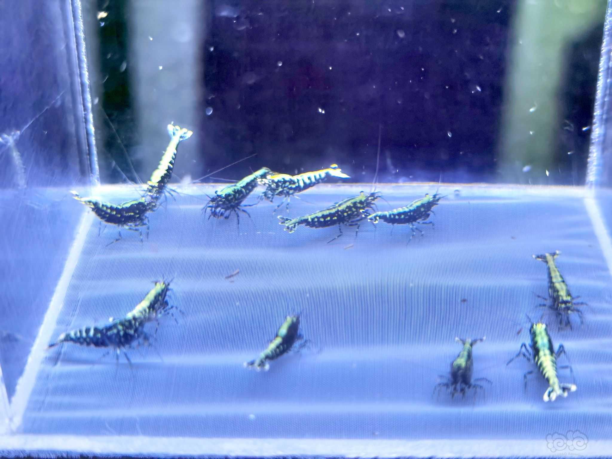 【水晶虾】出一组黑银河水晶虾-图1