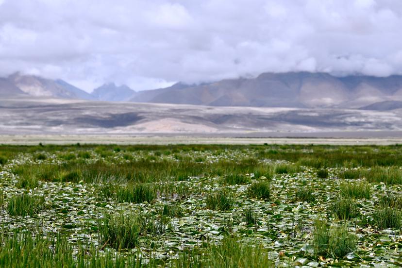 世界上海拔最高的湿地，有世界上海拔最高的睡莲-图2