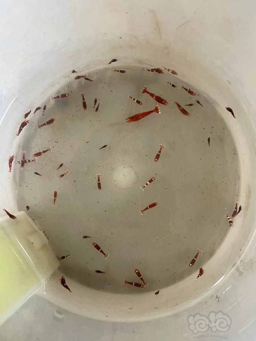 【水晶虾】安徽清出酒红和红白-图4