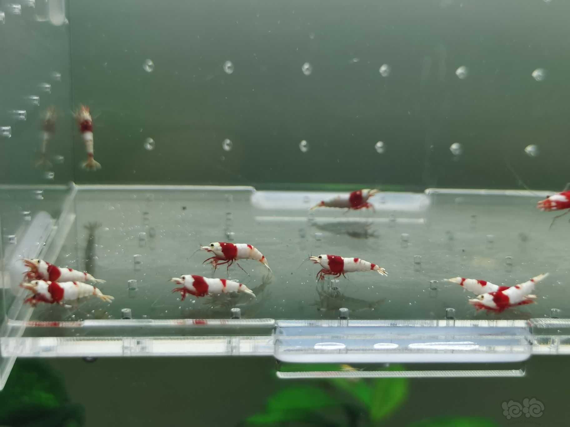 【水晶虾】出一份10只精品红白小虾-图2