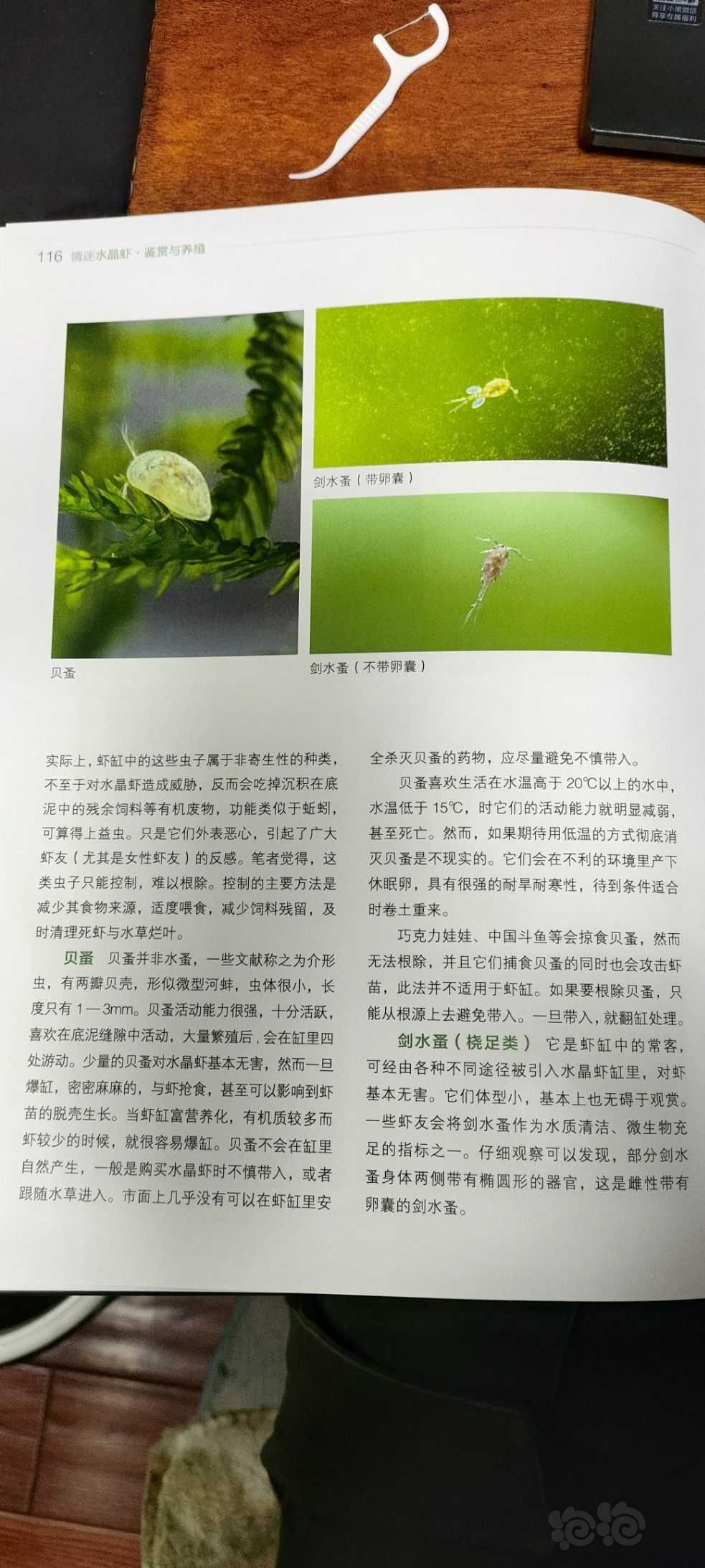 【用品】2023-9-2#RMB拍卖#《情迷水晶虾:鉴赏与养殖》书-图7