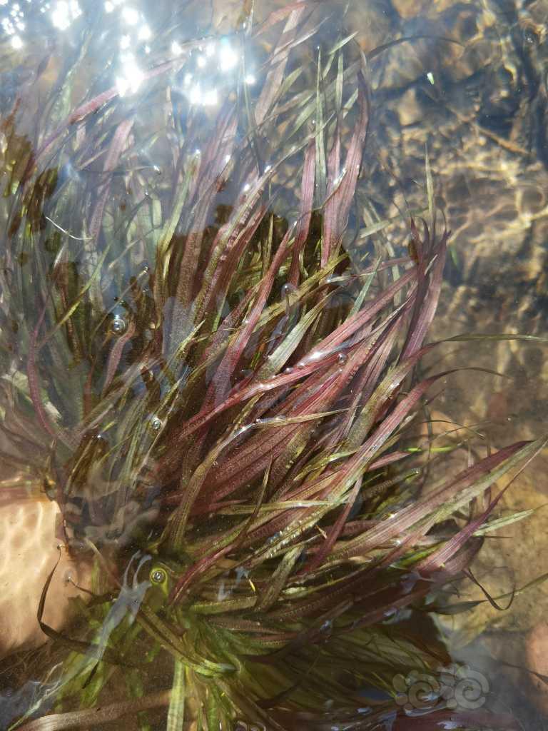 【赠送】【赠送】  一大颗野采的红箦藻-图2