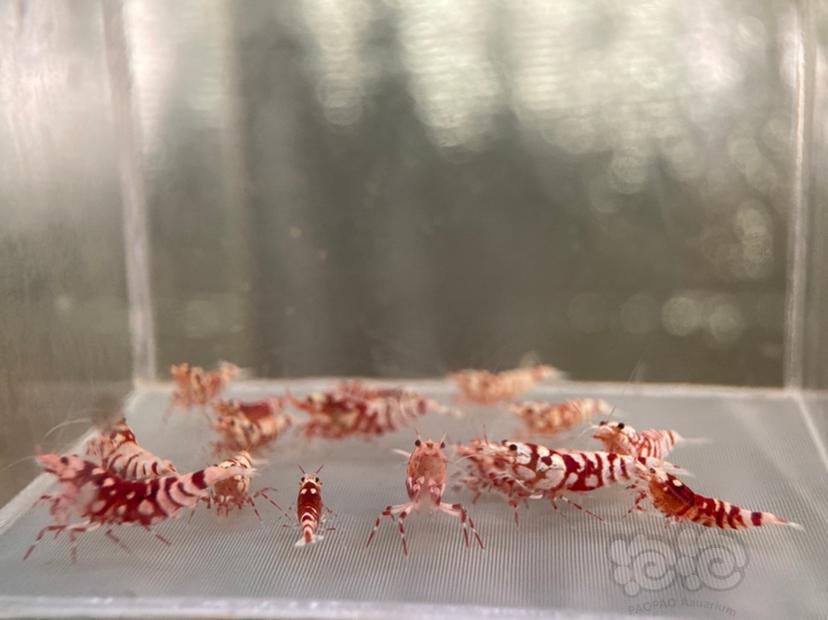 【水晶虾】红花虎水晶虾一份-图3