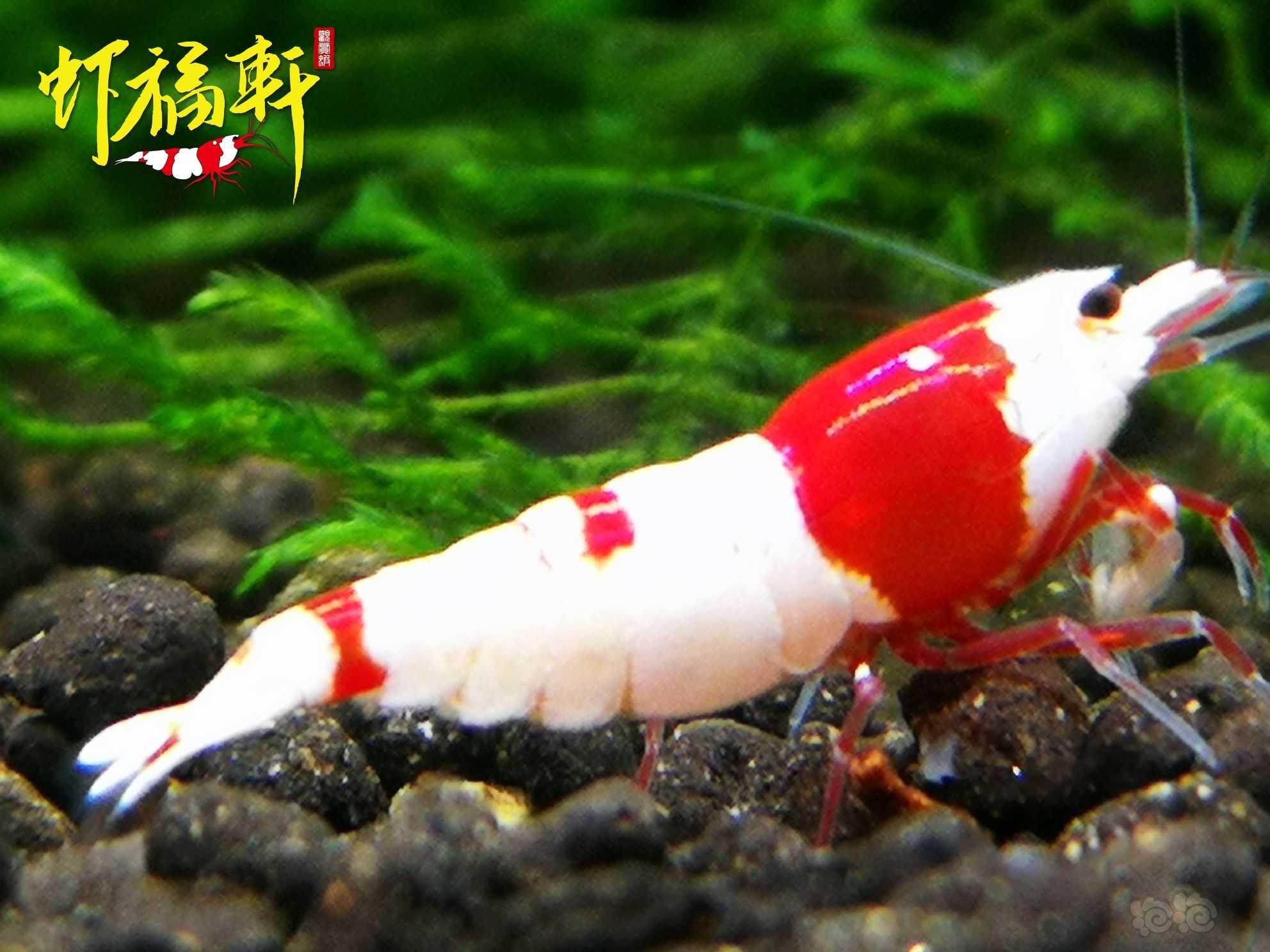 【虾】2023-10-03#RMB拍卖#红白6只-图1