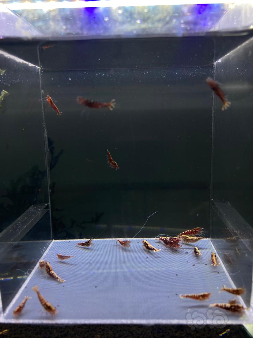 【水晶虾】红银河淘汰一组20只公多母少-图5