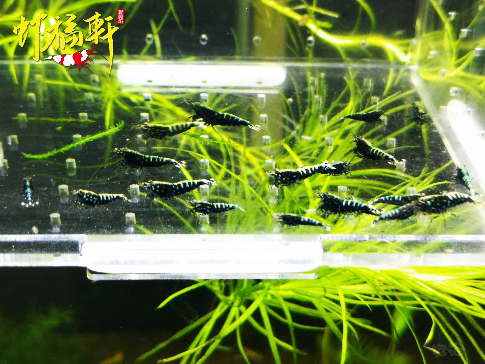 【虾】2023-10-04#RMB拍卖#银河苗20只-图3