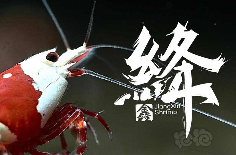 【公告】绛鑫Shrimp品牌圈正式开圈-图4