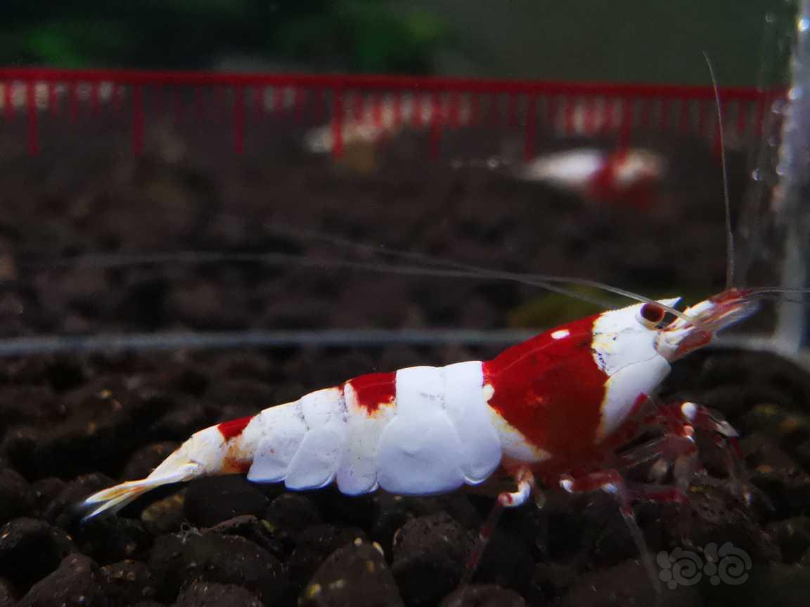 【水晶虾】出售红白极品公虾一只-图2