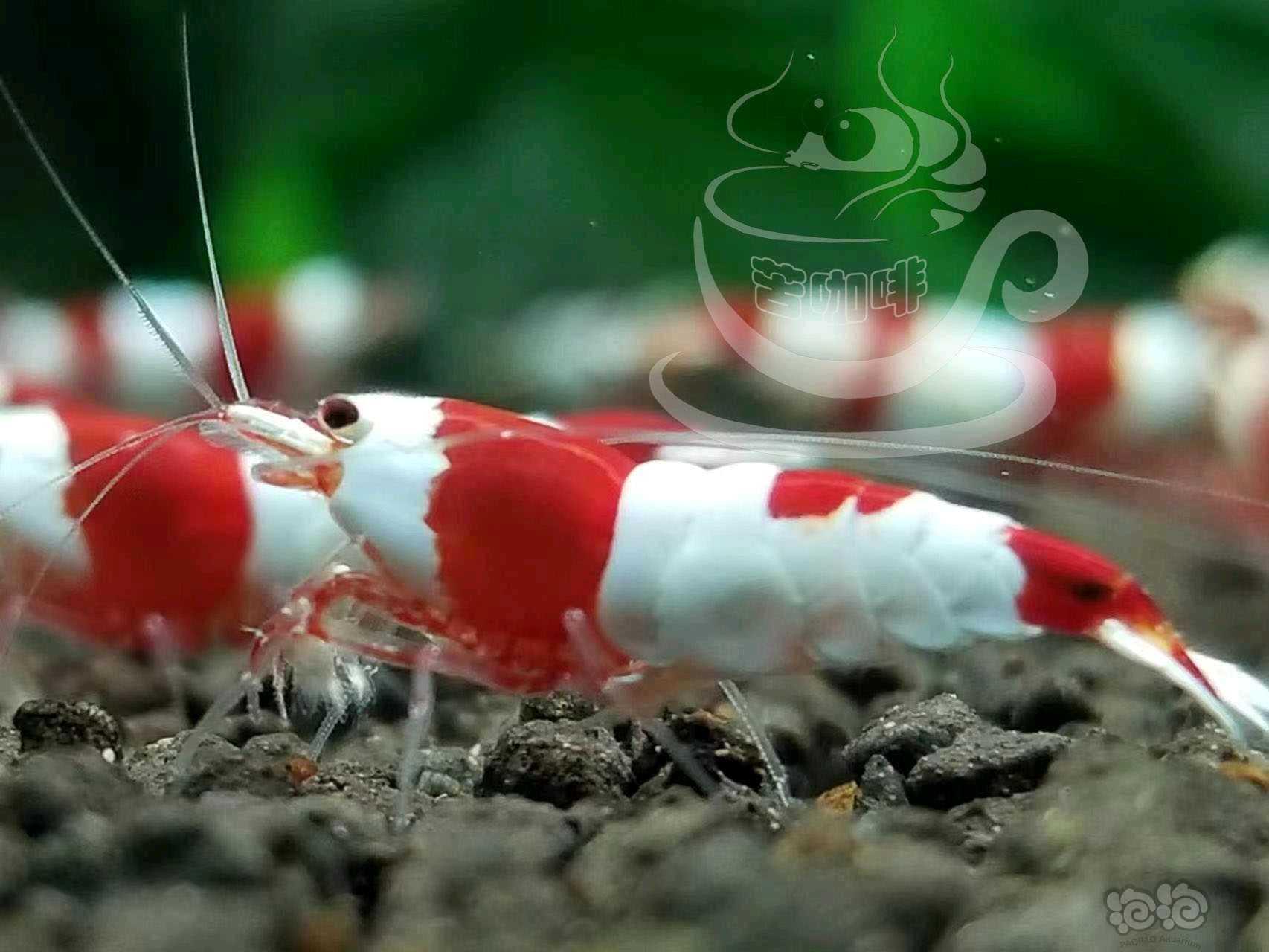 【水晶虾】清缸出售咖啡血最后100只-图5