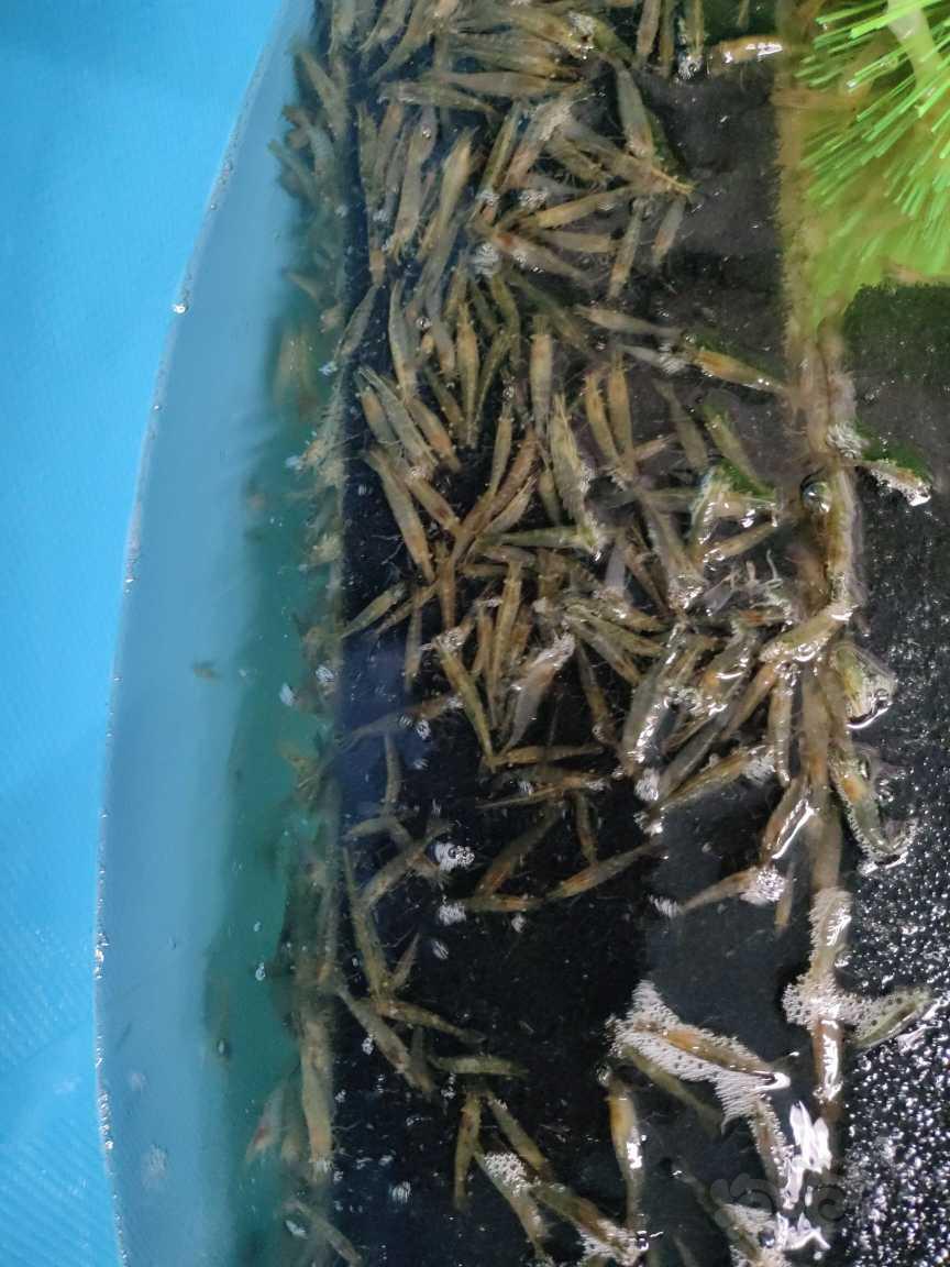 【米虾】定水黑壳虾2-3公分-图2
