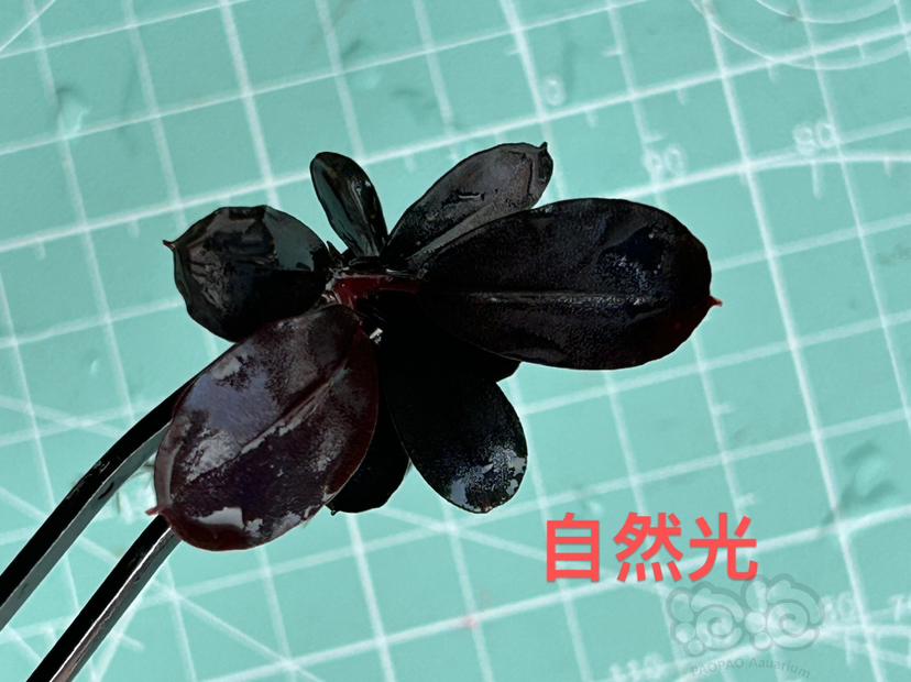 【水草】2023-10-07#RMB拍卖#黑金-图3