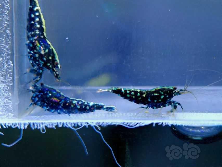 【水晶虾】出一组黑银河星钻水晶虾-图4