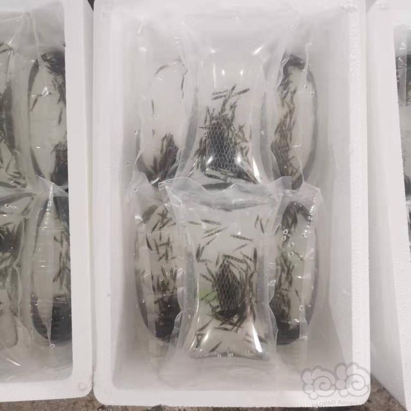 【米虾】野生定水黑壳虾批发零售，3个尺寸可选-图8