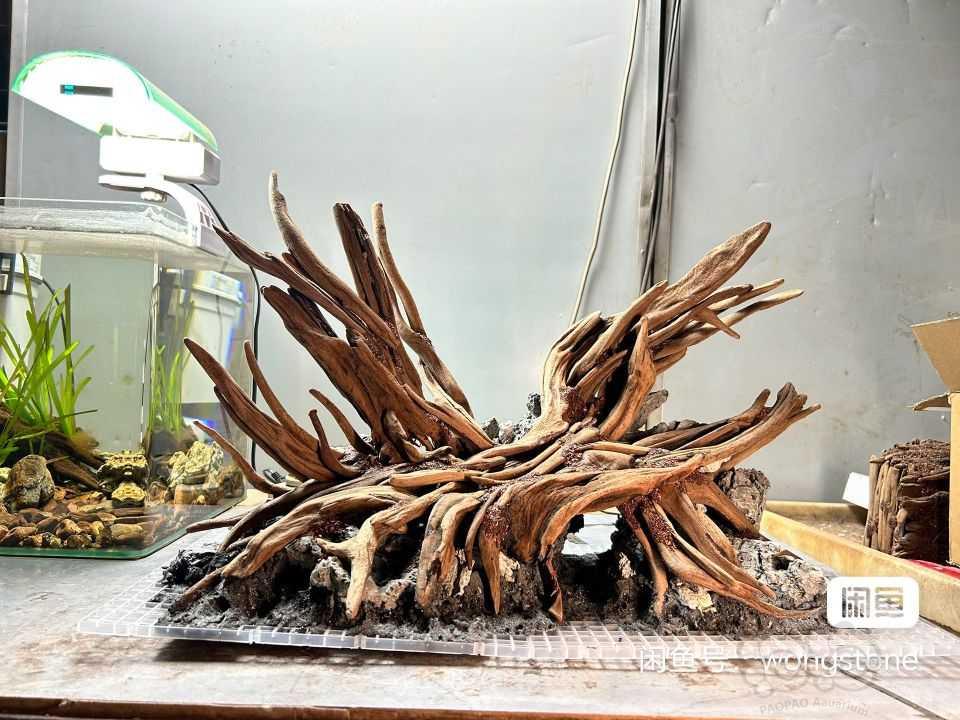 【造景】成景骨架沉木带一缸珊瑚莫斯出-图1