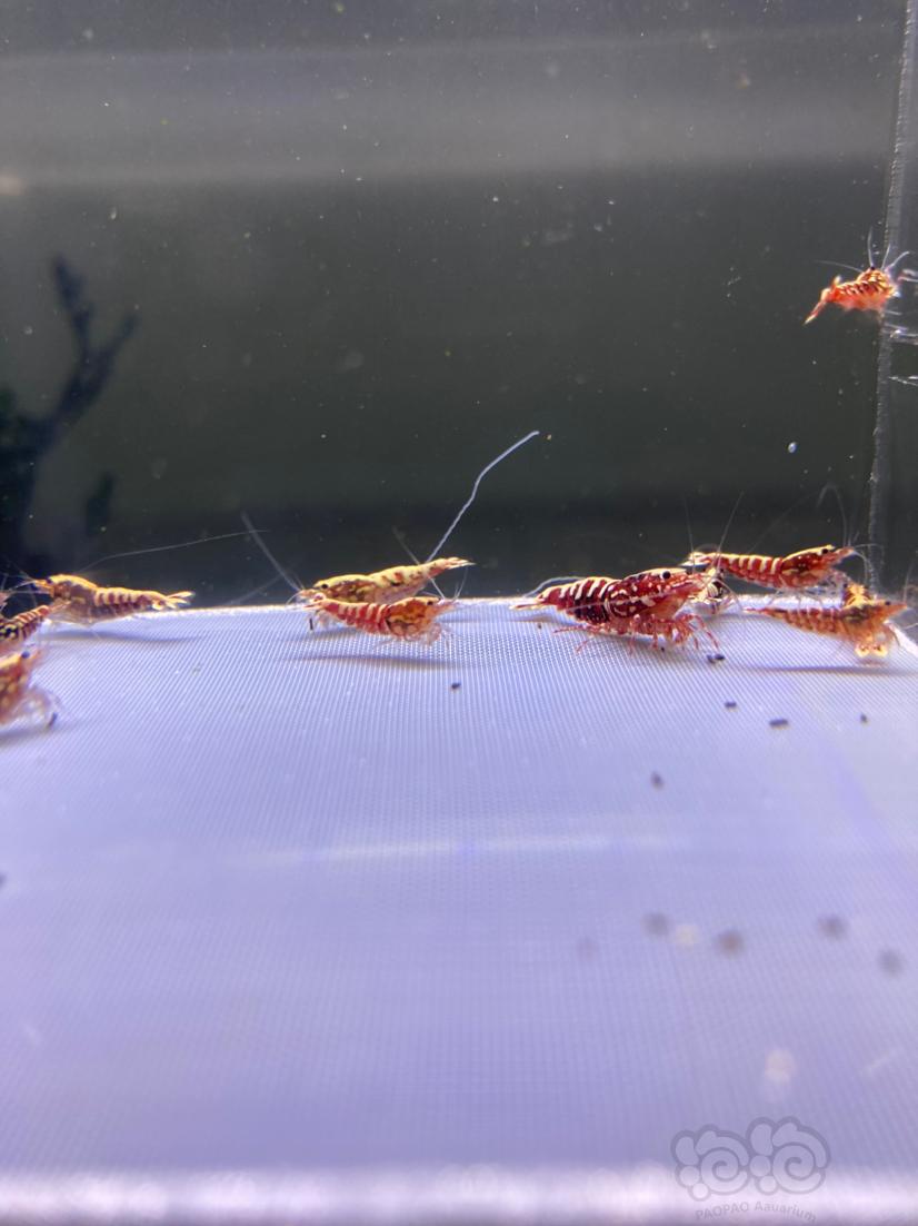 【水晶虾】红银河淘汰一组20只公多母少-图3