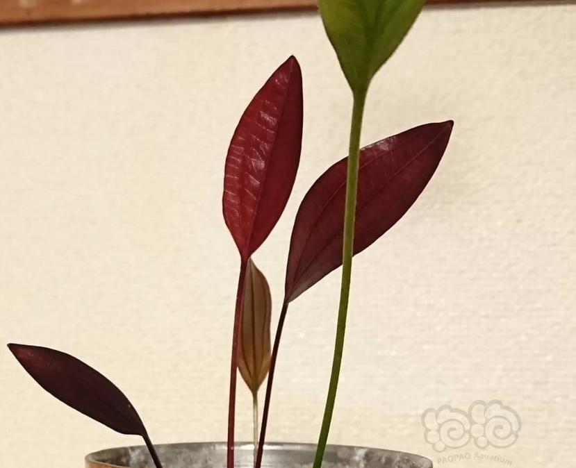 【出售】红心皇冠挺水植物-图2