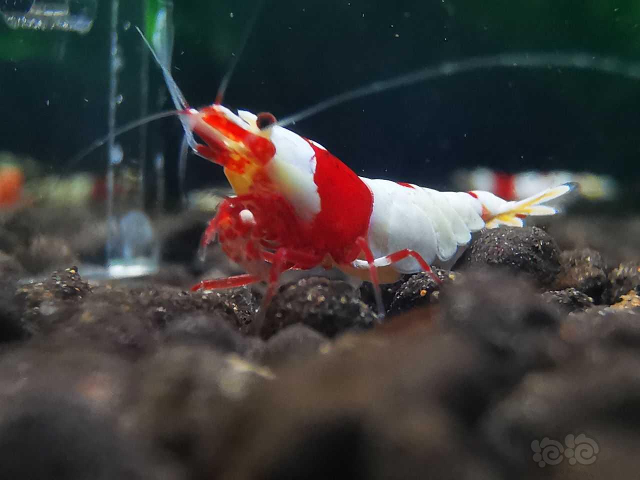【水晶虾】出新成红白虾繁殖组10只-图4