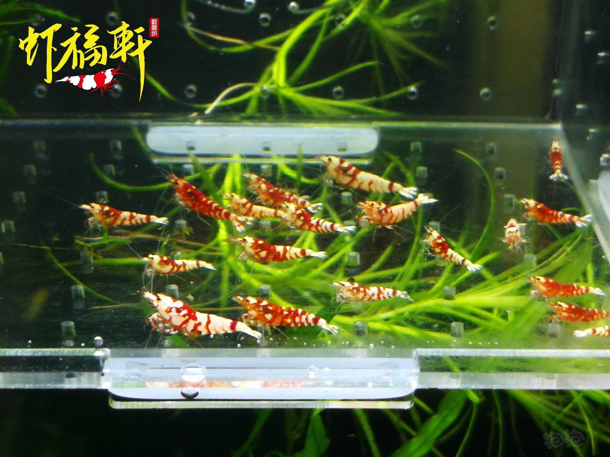 【虾】2023-10-03#RMB拍卖#红花虎苗20只-图2