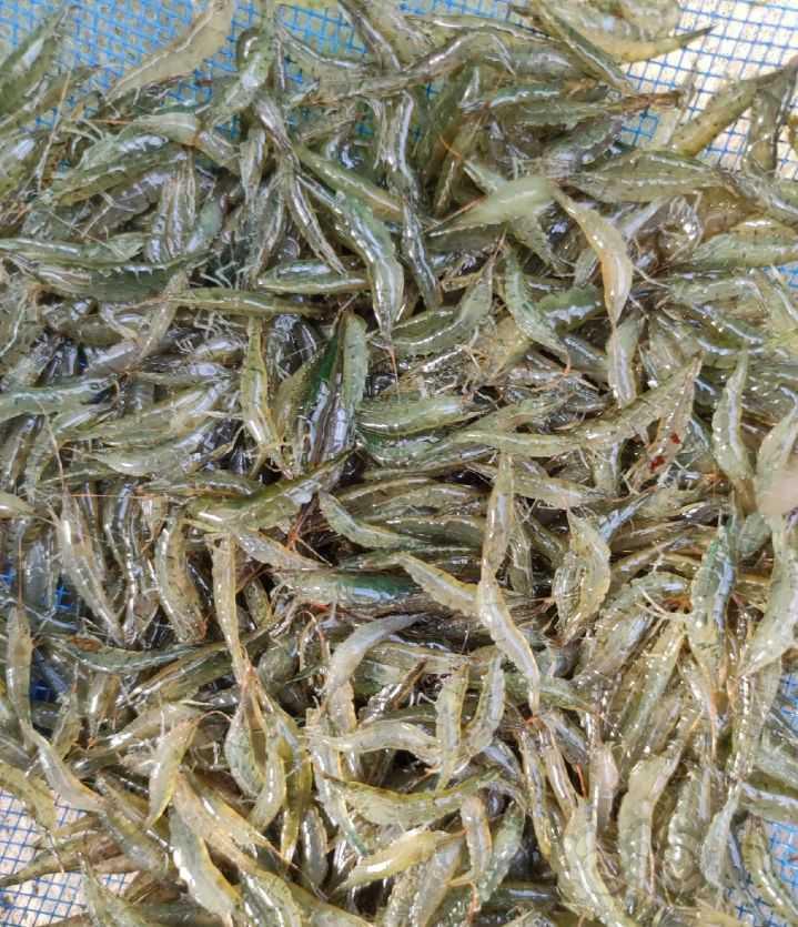 【米虾】定水黑壳虾2-3厘米-图1