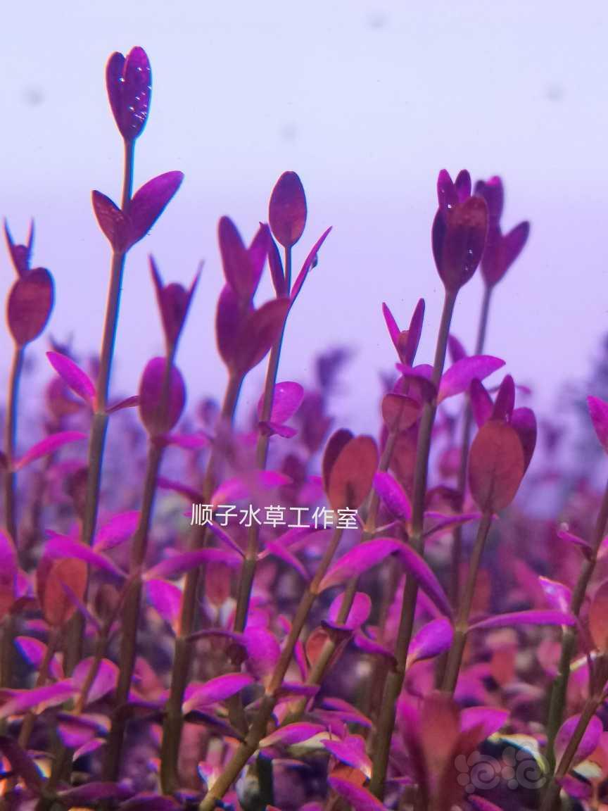 美波莉椒草，皇冠，紫夕烧8元一颗-图7