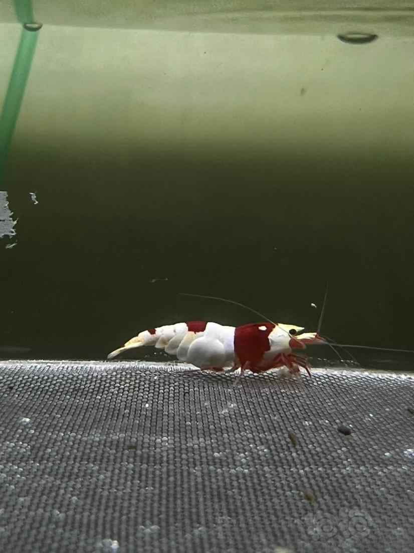 【水晶虾】苦咖啡血统红白水晶虾-图7