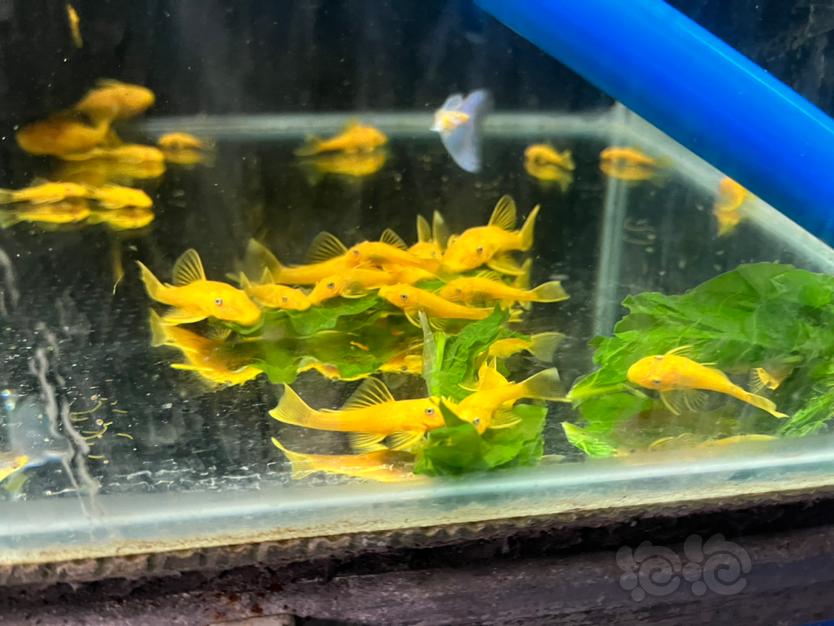 【鱼类】出黄金胡子 啃藻神器 苹果螺 3毛一个-图1