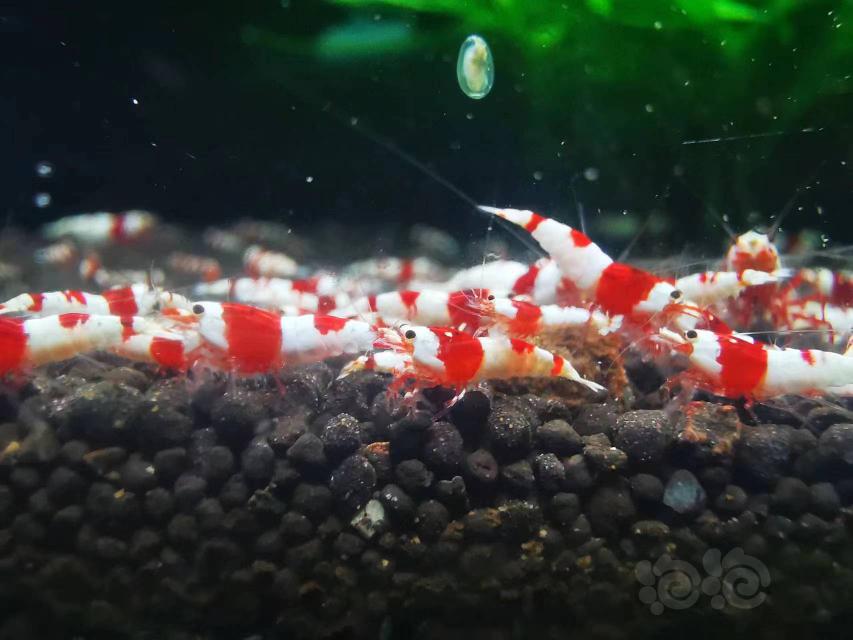 【水晶虾】出高等级红白虾子代500只-图4