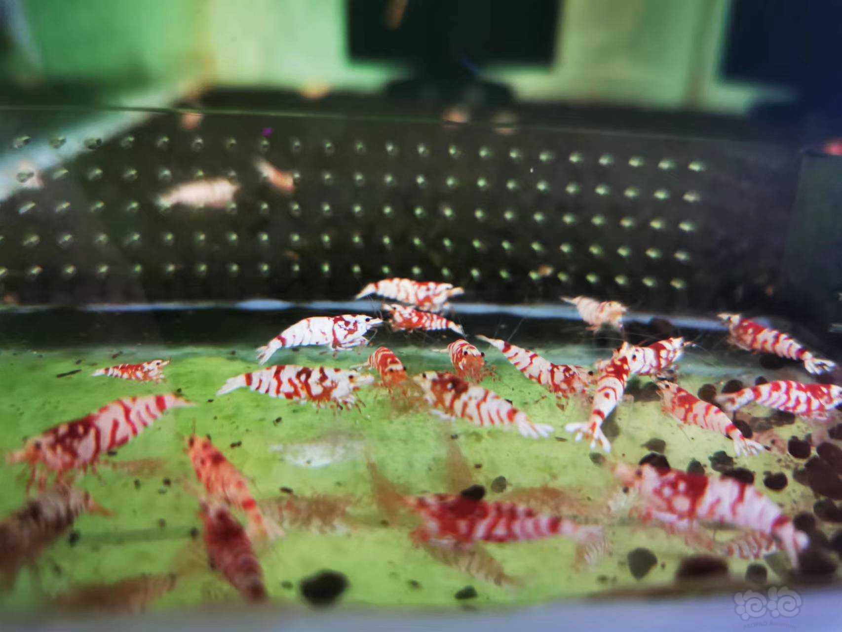 【水晶虾】红花虎清缸出-图3