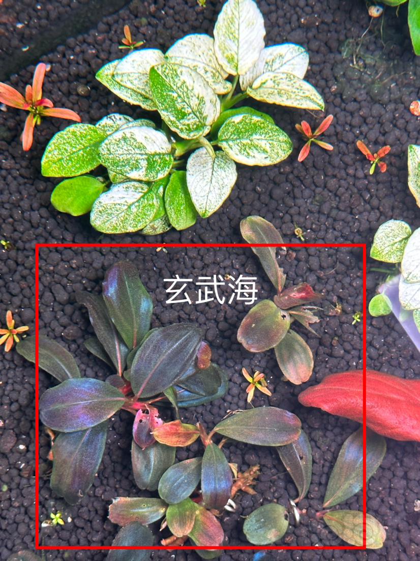 【辣椒榕】挚友，迷彩白榕，奥比亚斯白榕，QQ海，玄武海-图3