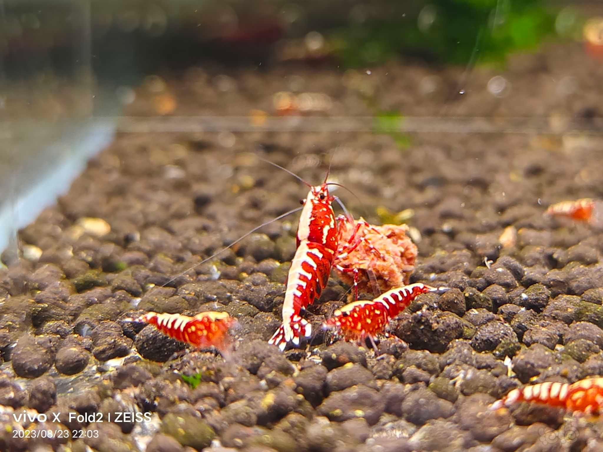 【水晶虾】水晶虾 蓝金刚 红白-图3